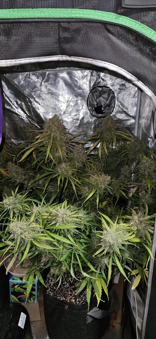 Apple Strudel Auto. Week 13