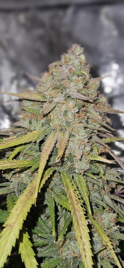 Apple Strudel Auto. Week 13