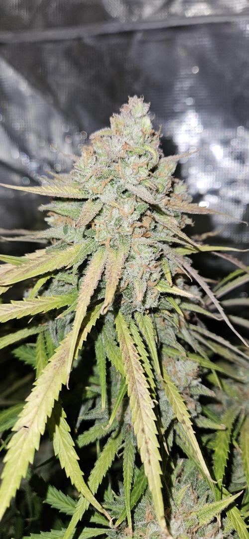 Apple Strudel Auto. Week 13