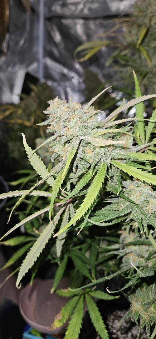 Apple Strudel Auto. Week 13