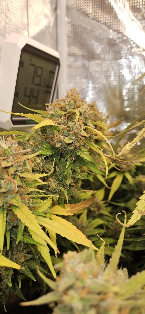 Gorilla Cookies. Week 13