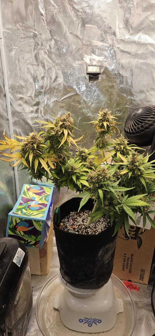 Gorilla Cookies. Week 13