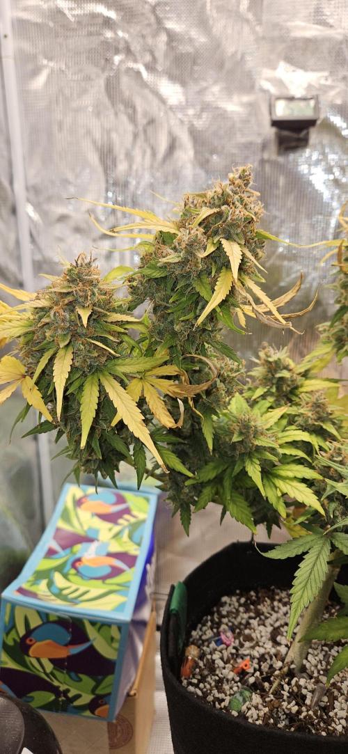 Gorilla Cookies. Week 13