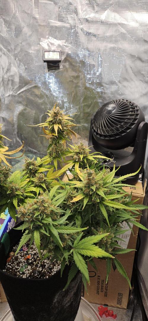 Gorilla Cookies. Week 13
