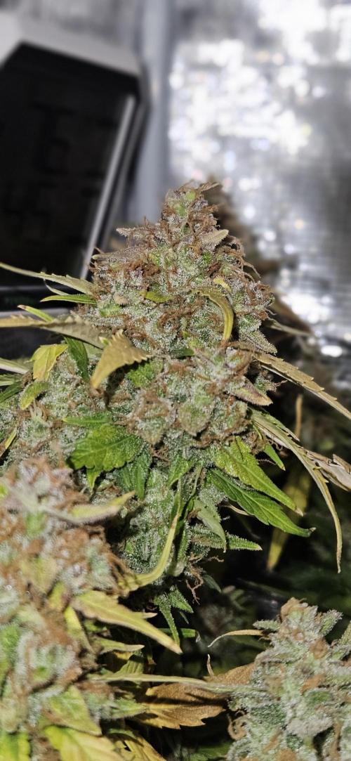Gorilla Cookies. Week 13