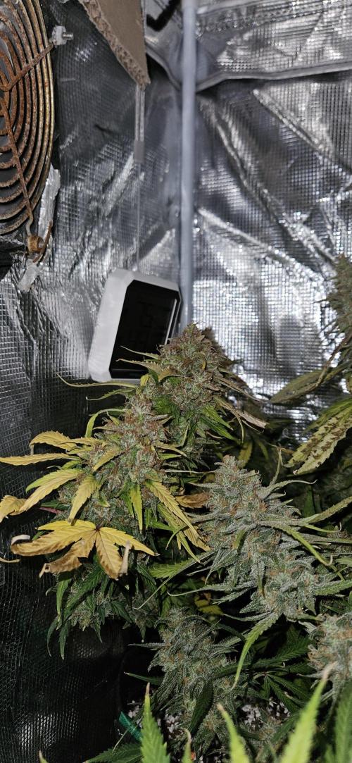 Gorilla Cookies. Week 13