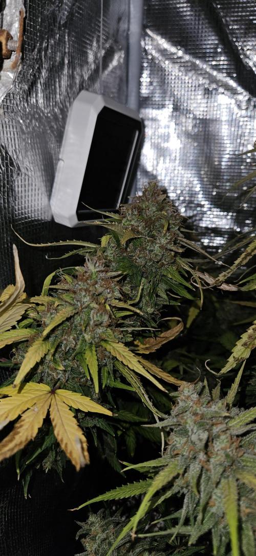 Gorilla Cookies. Week 13