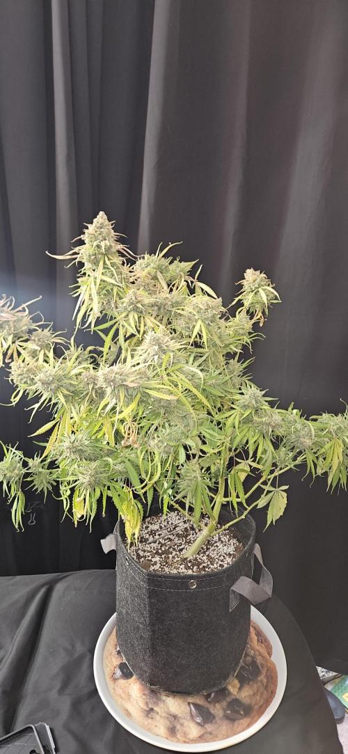 Apple Strudel Auto. Week 14