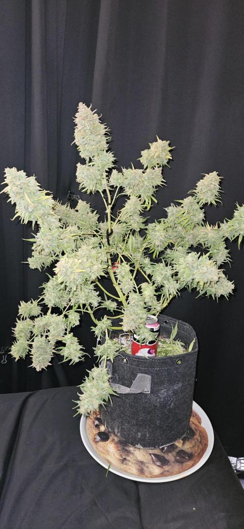 Apple Strudel Auto. Week 14