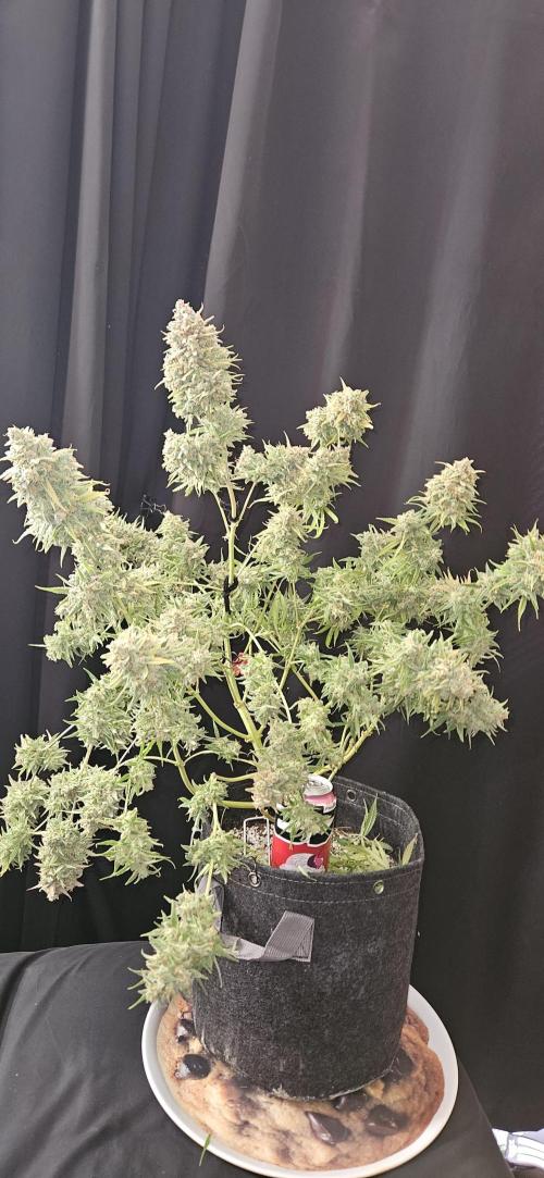 Apple Strudel Auto. Week 14
