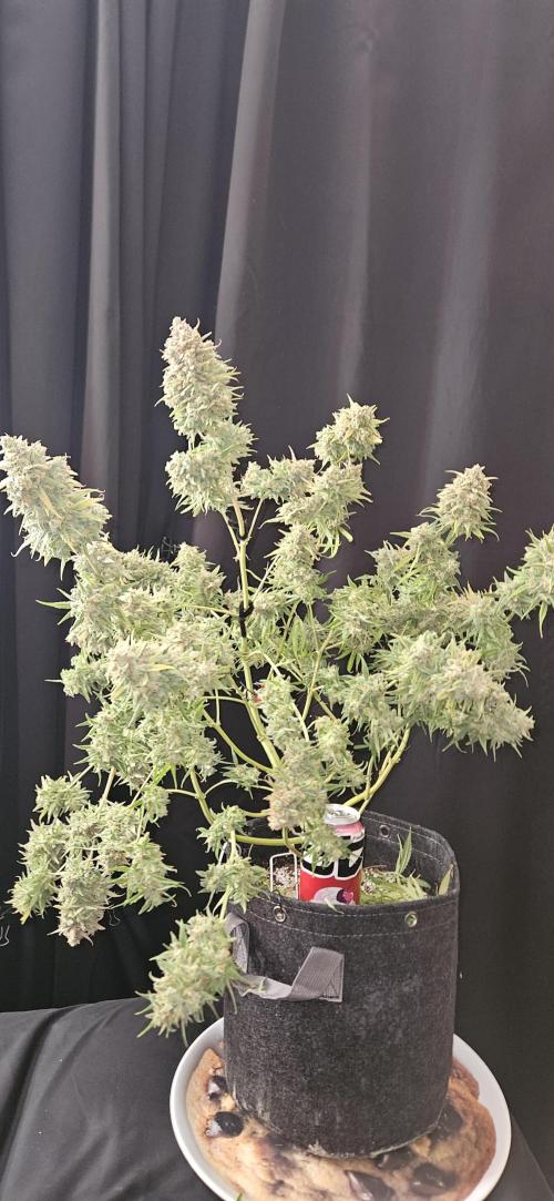 Apple Strudel Auto. Week 14