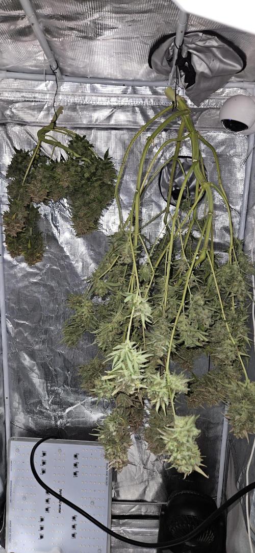 Apple Strudel Auto. Week 14