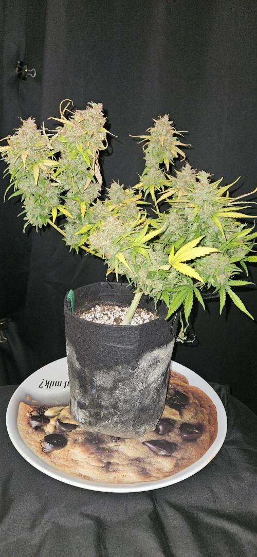 Gorilla Cookies. Week 14