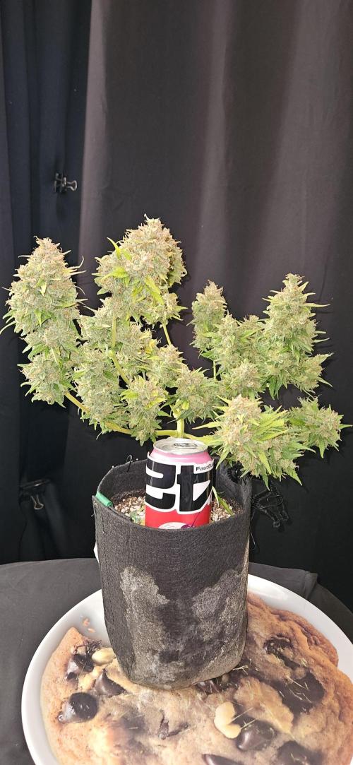 Gorilla Cookies. Week 14