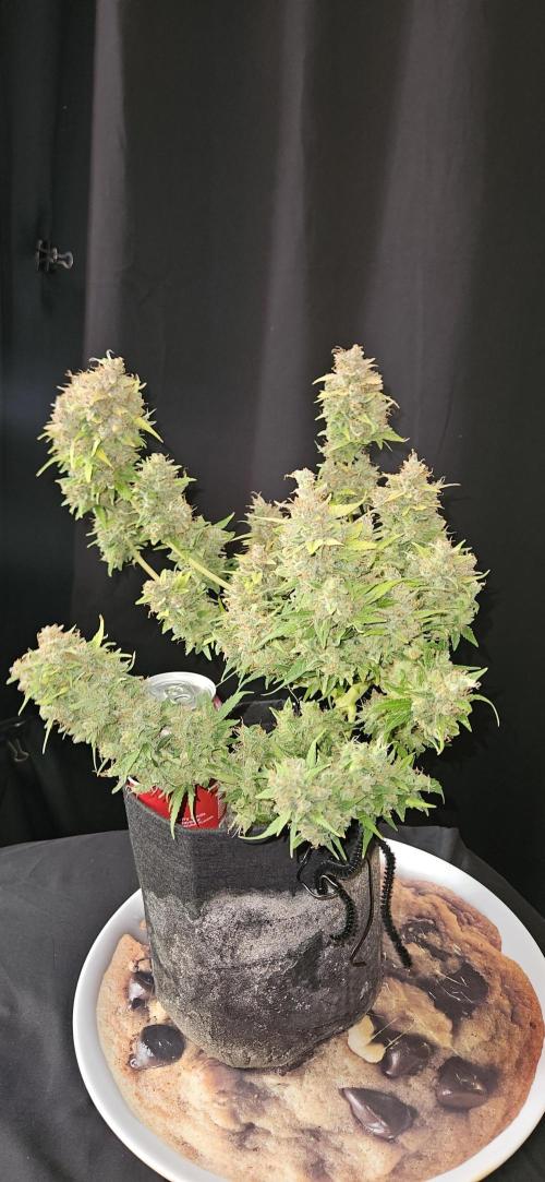 Gorilla Cookies. Week 14