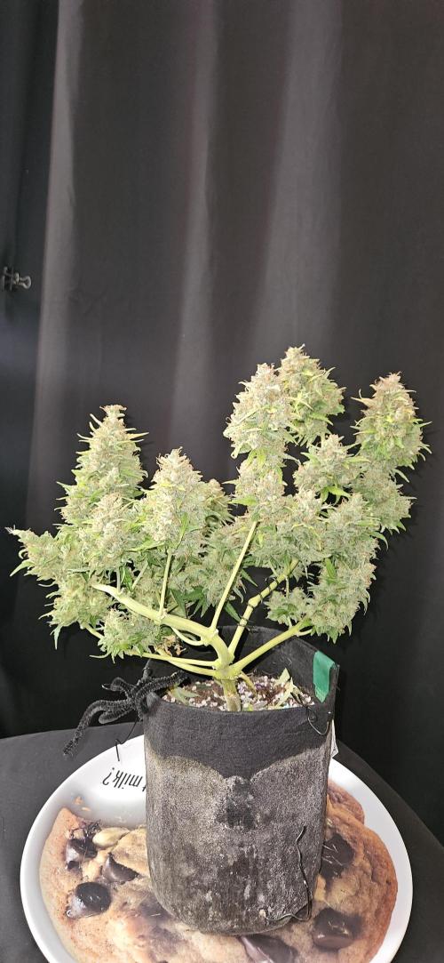 Gorilla Cookies. Week 14