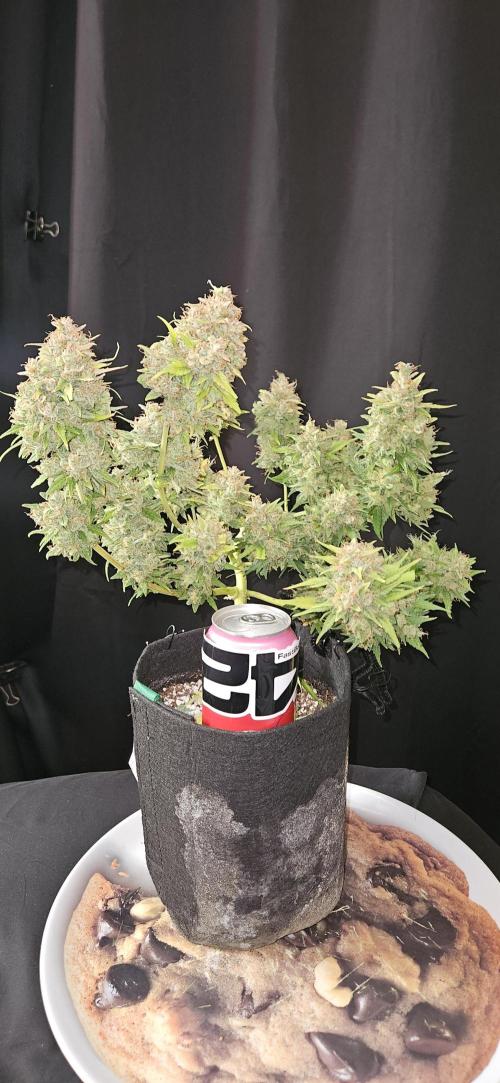 Gorilla Cookies. Week 14