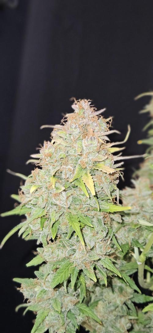 Gorilla Cookies. Week 14