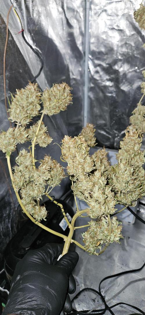 Gorilla Cookies. Week 1