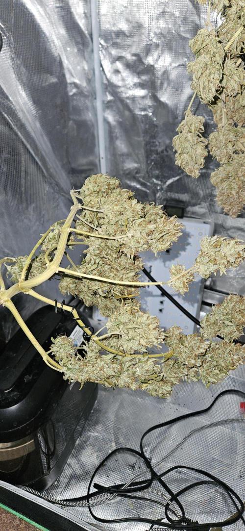 Gorilla Cookies. Week 1