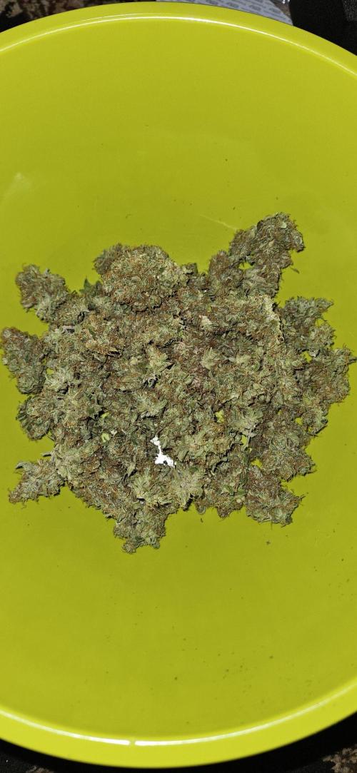Gorilla Cookies. Week 1