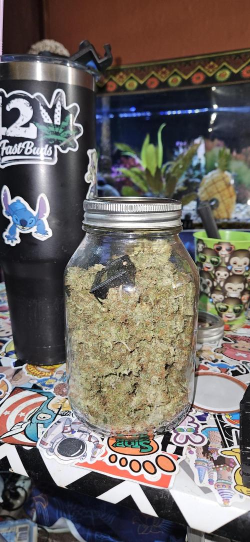 Gorilla Cookies. Week 1