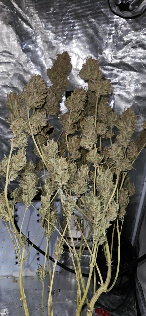Apple Strudel Auto. Week 15