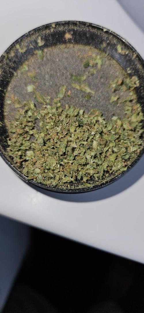 Apple Strudel Auto. Week 15