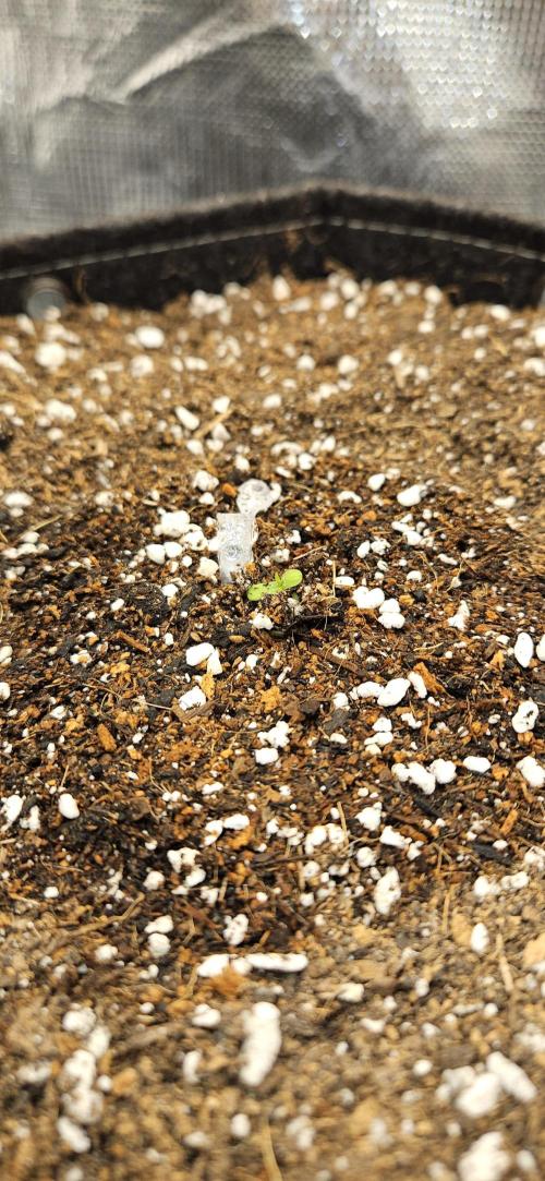 GUAVA. Week 0