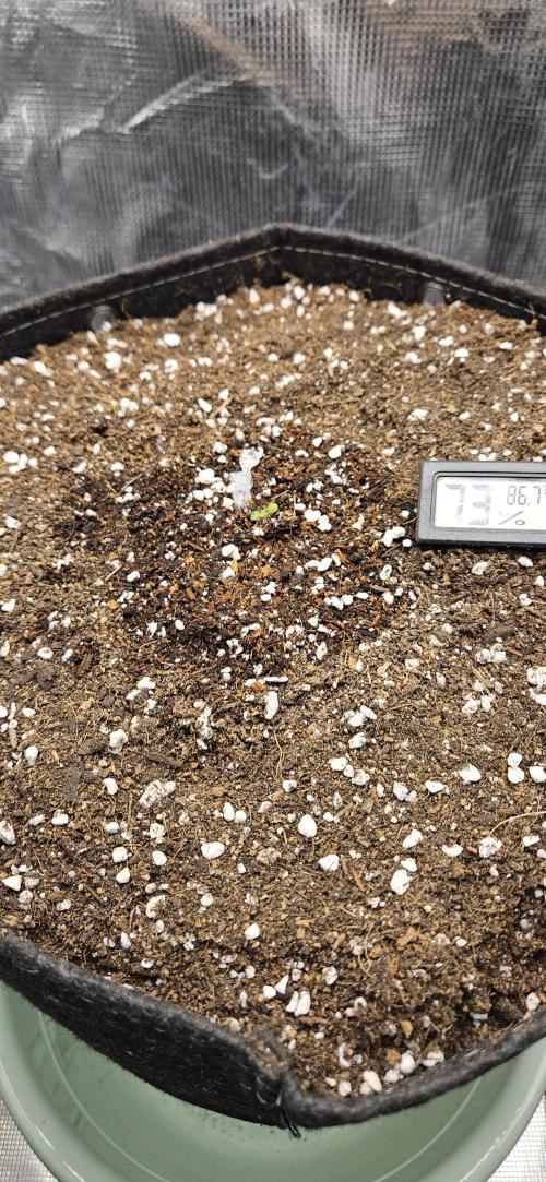 GUAVA. Week 0