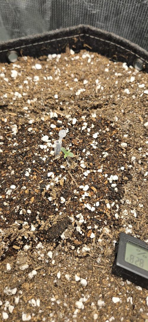 GUAVA. Week 0