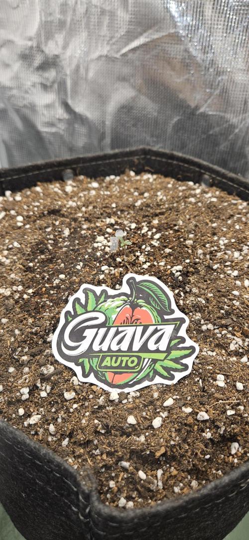 MelonFarm 2x2x4. Week 0