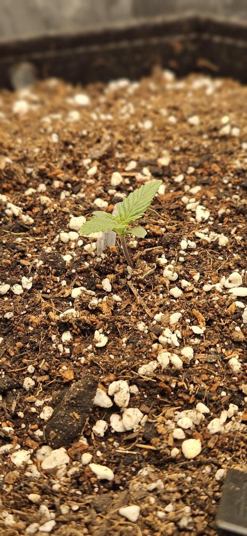 GUAVA. Week 1