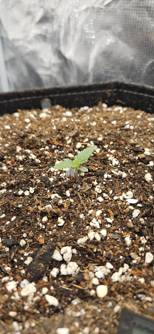 GUAVA. Week 1