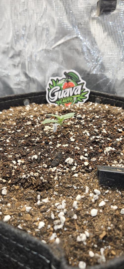 GUAVA. Week 1