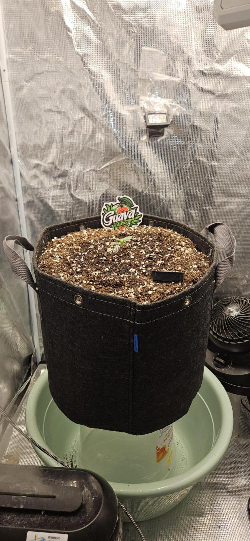 GUAVA. Week 1