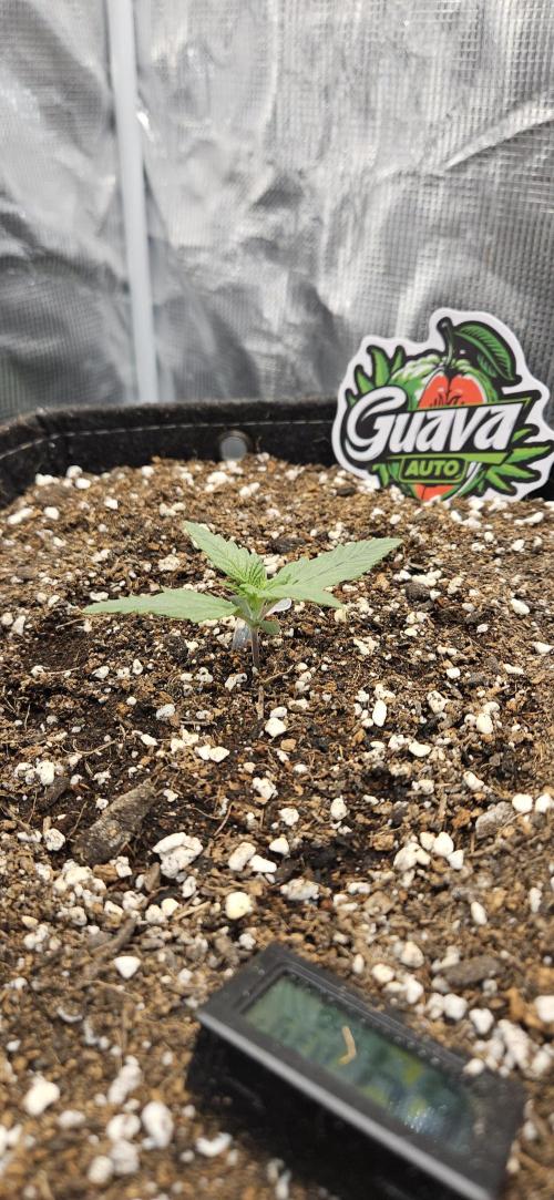 GUAVA. Week 1