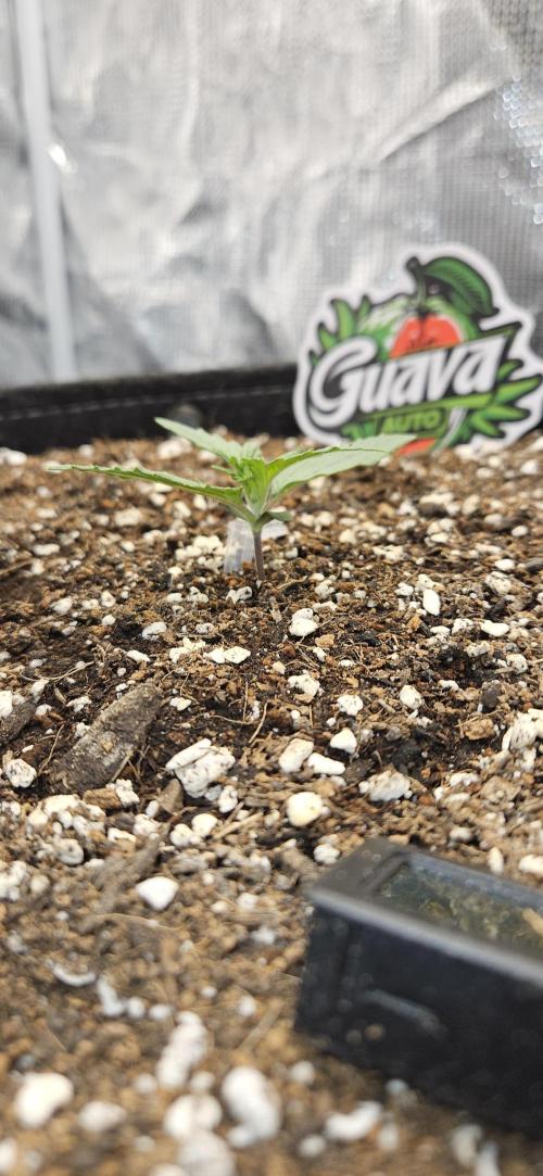 GUAVA. Week 1