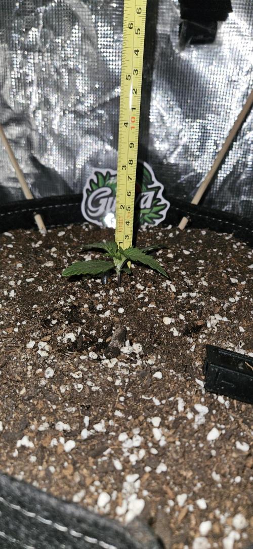 GUAVA. Week 1