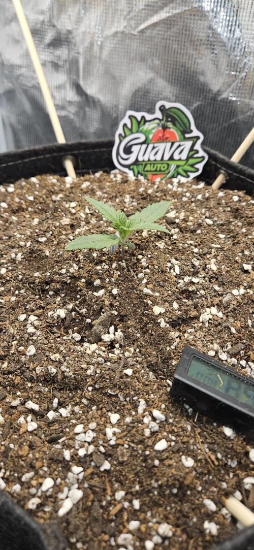 GUAVA. Week 1