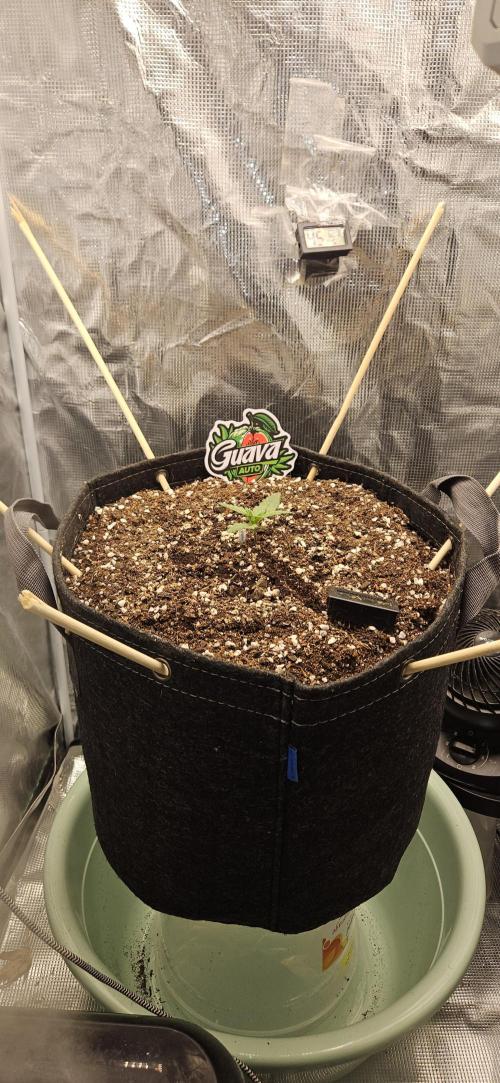 GUAVA. Week 1