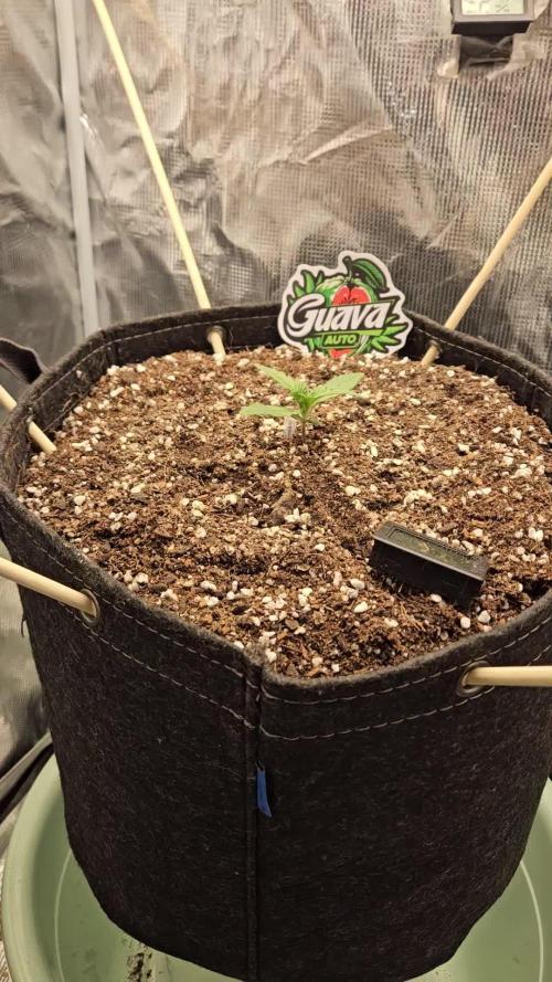 MelonFarm 2x2x4. Week 1