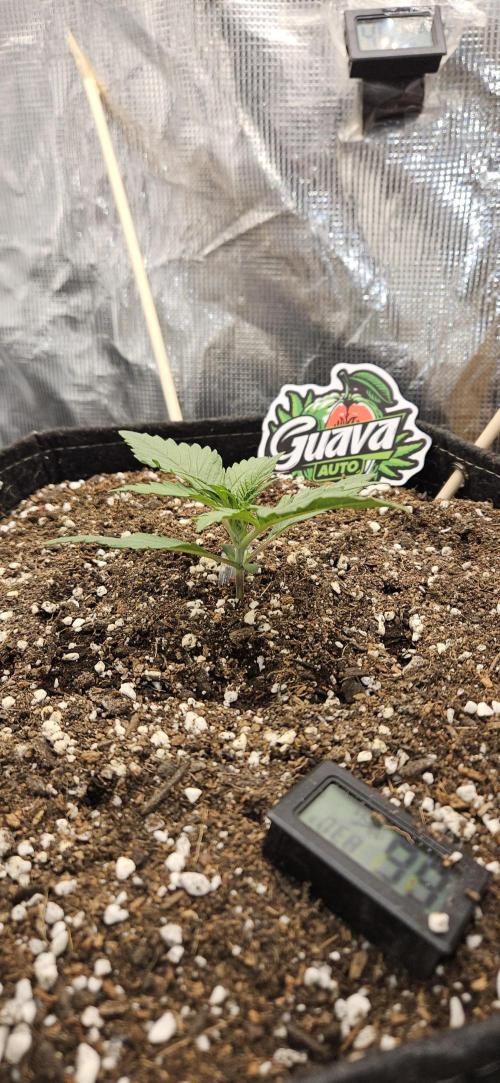 GUAVA. Week 2