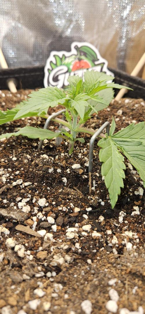 GUAVA. Week 2