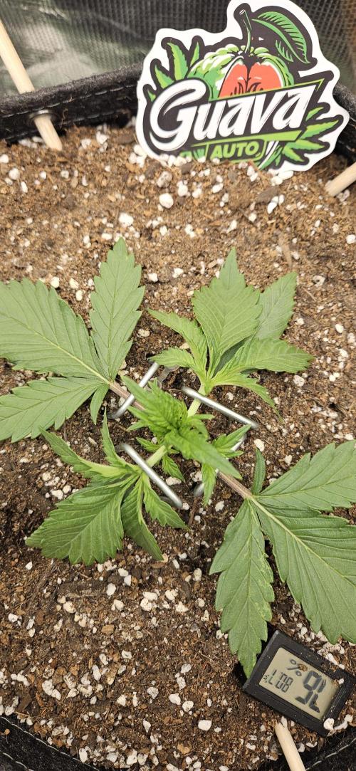 GUAVA. Week 2