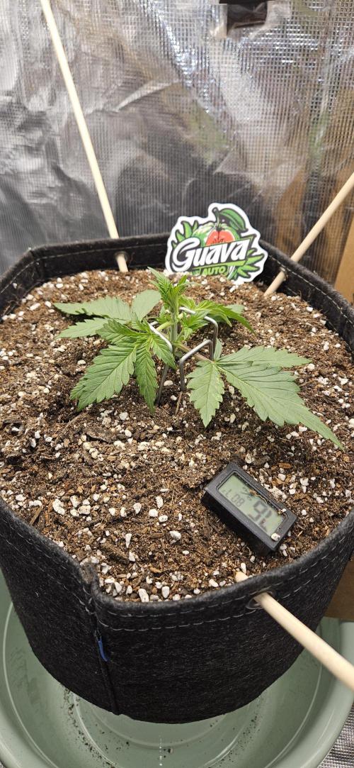 GUAVA. Week 2