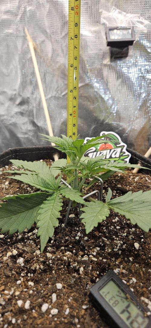 GUAVA. Week 2