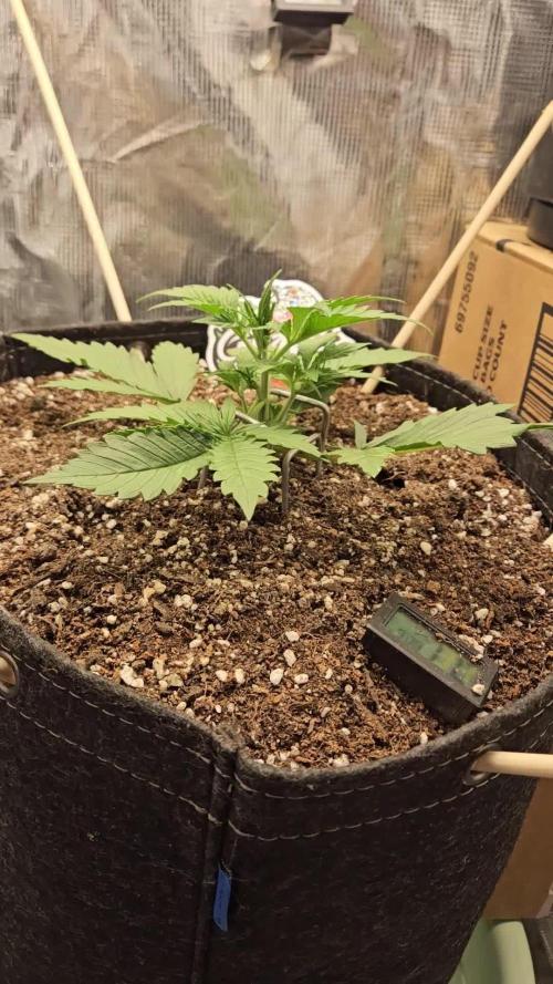 MelonFarm 2x2x4. Week 2
