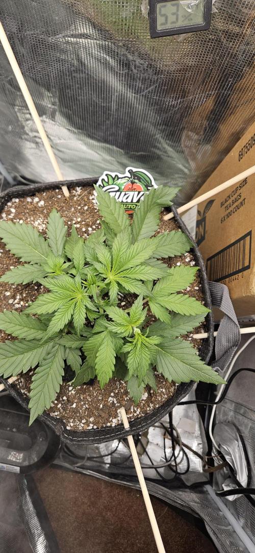 GUAVA. Week 3