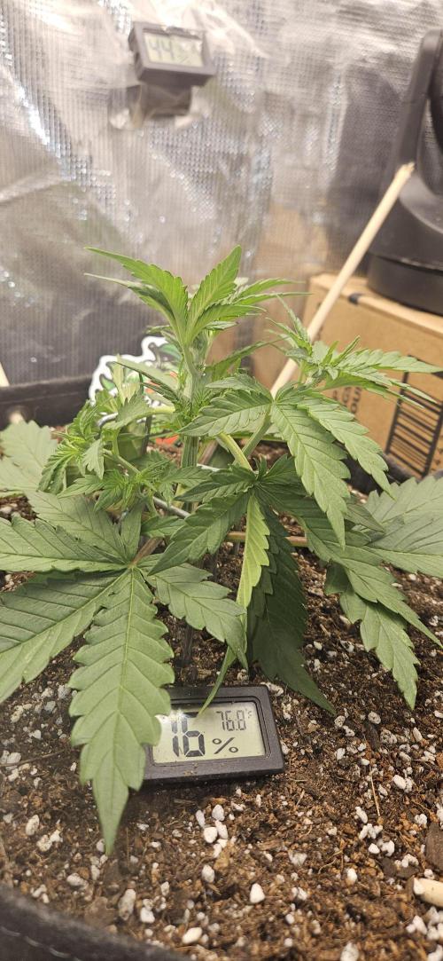 GUAVA. Week 3